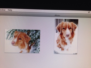 The picture to the right is the one I used of our dog Sage.
